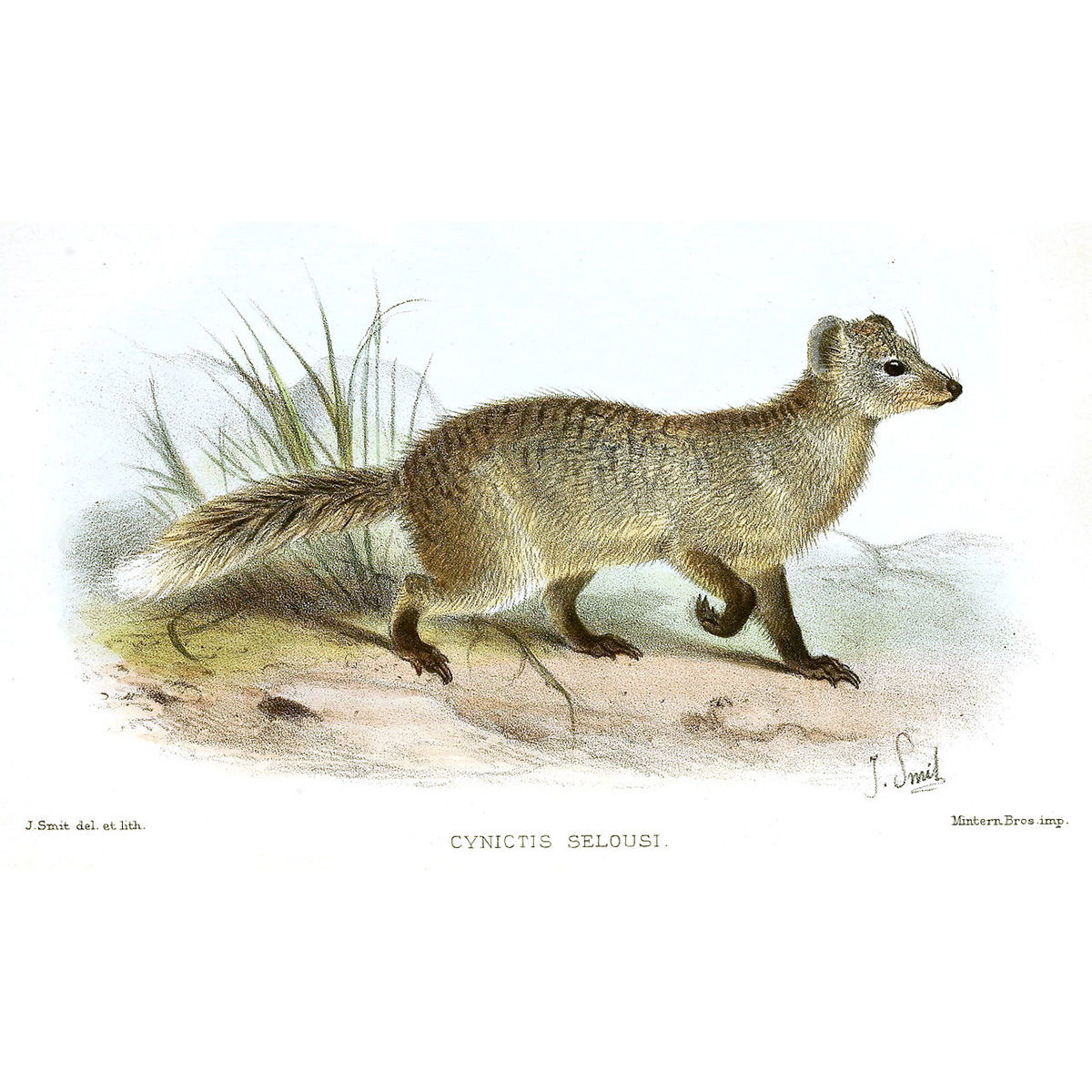 Серый мангуст (Paracynictis selousi) Фото №3
