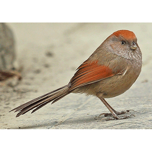 Род Paradoxornis  фото