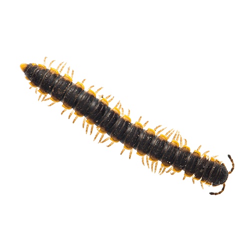 Семейство Paradoxosomatidae фото