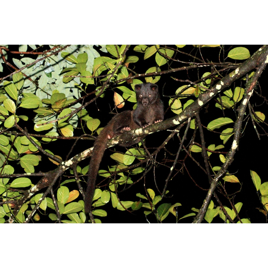 Южноиндийский мусанг (Paradoxurus jerdoni) Фото №3