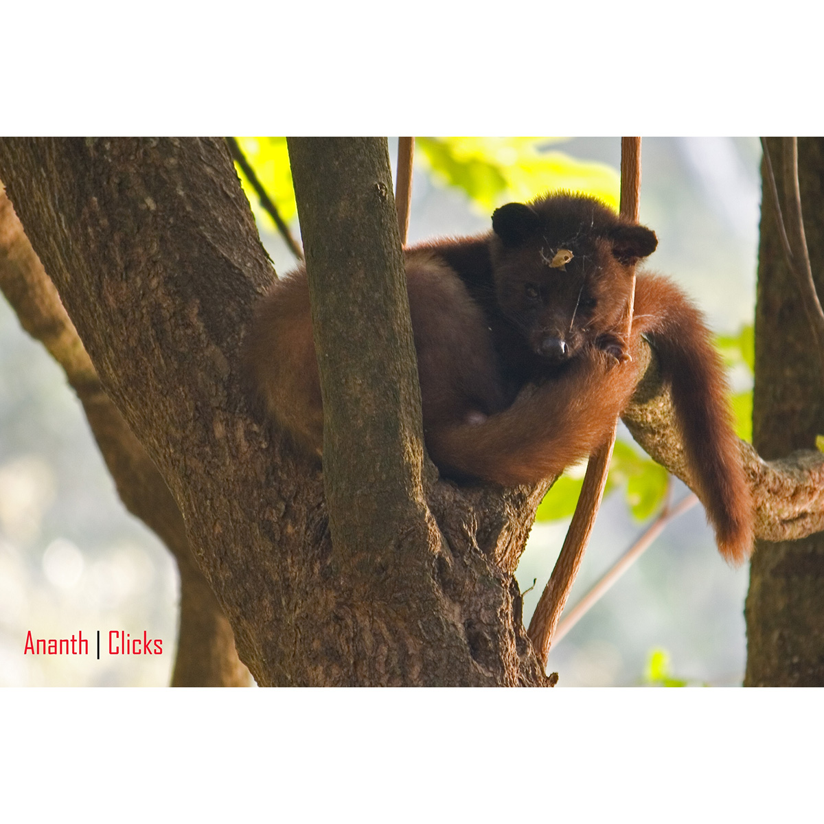 Южноиндийский мусанг (Paradoxurus jerdoni) Фото №5