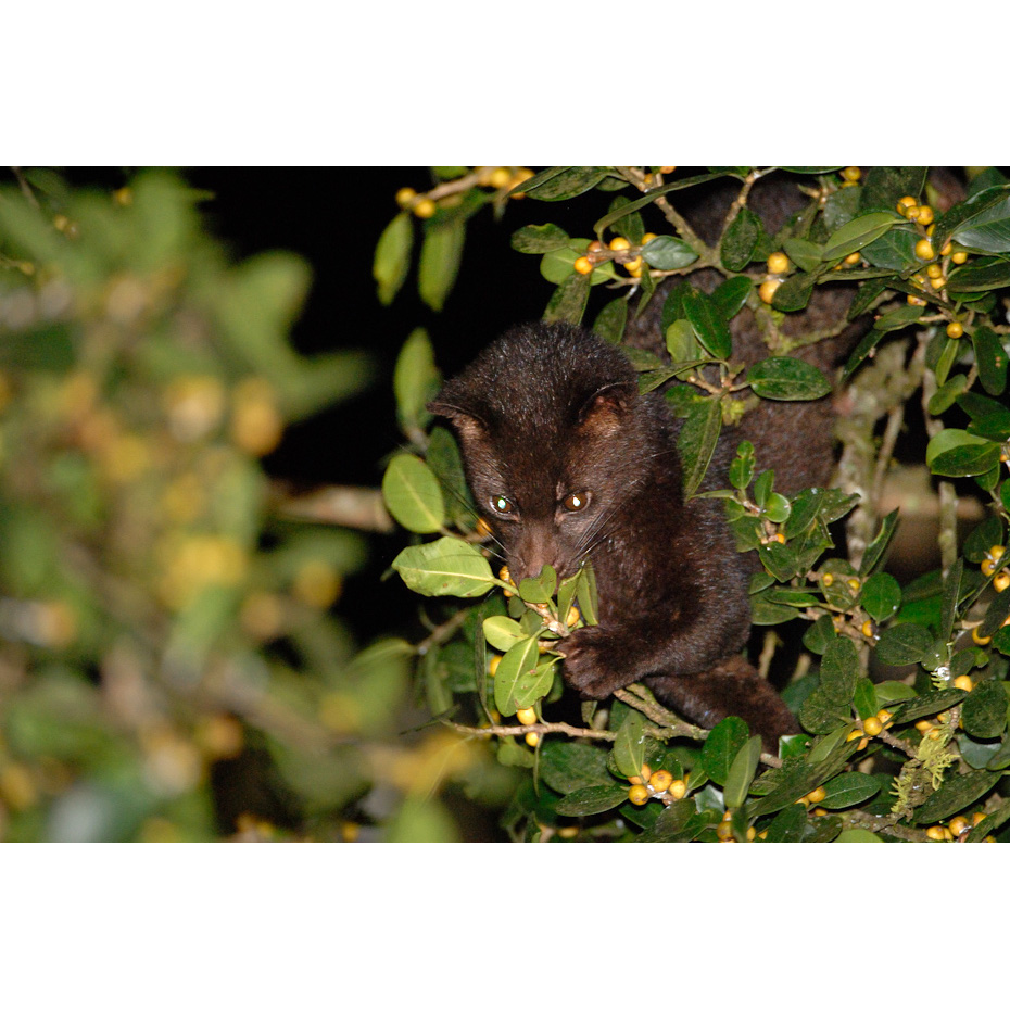 Южноиндийский мусанг (Paradoxurus jerdoni) Фото №6