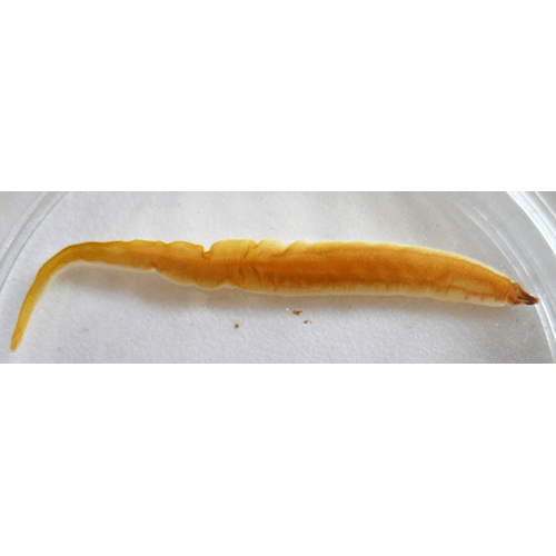 Семейство Paradrepanophoridae  фото
