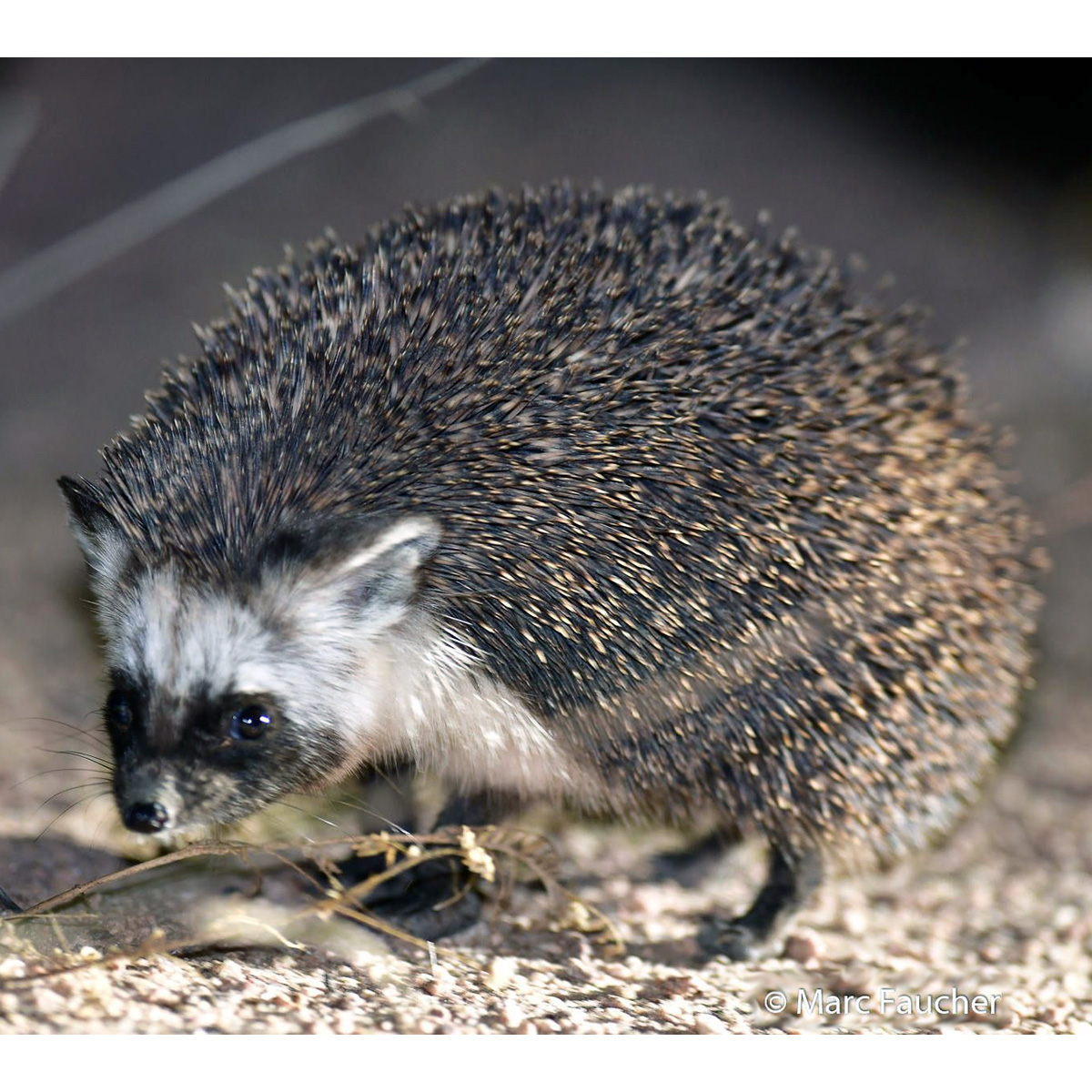 Эфиопский ёж (Paraechinus aethiopicus) Фото №2