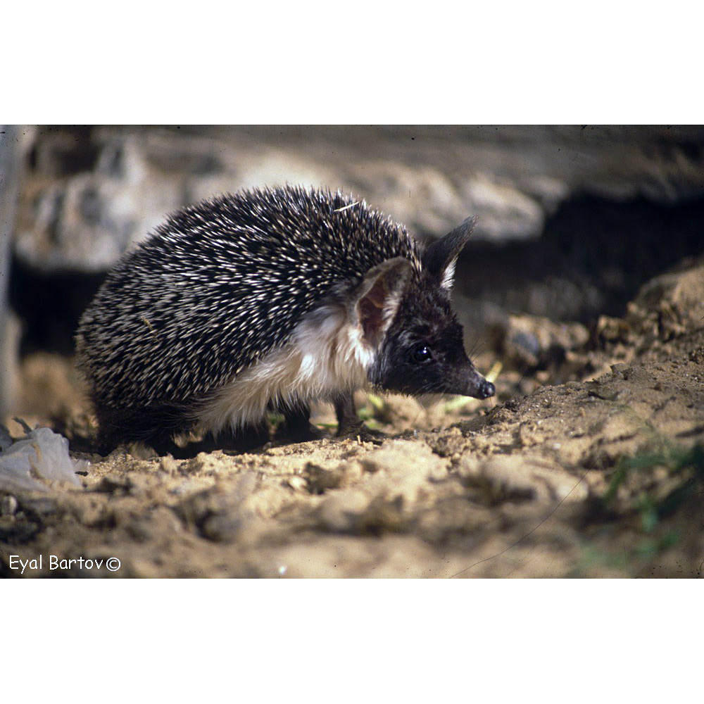 Эфиопский ёж (Paraechinus aethiopicus) Фото №3