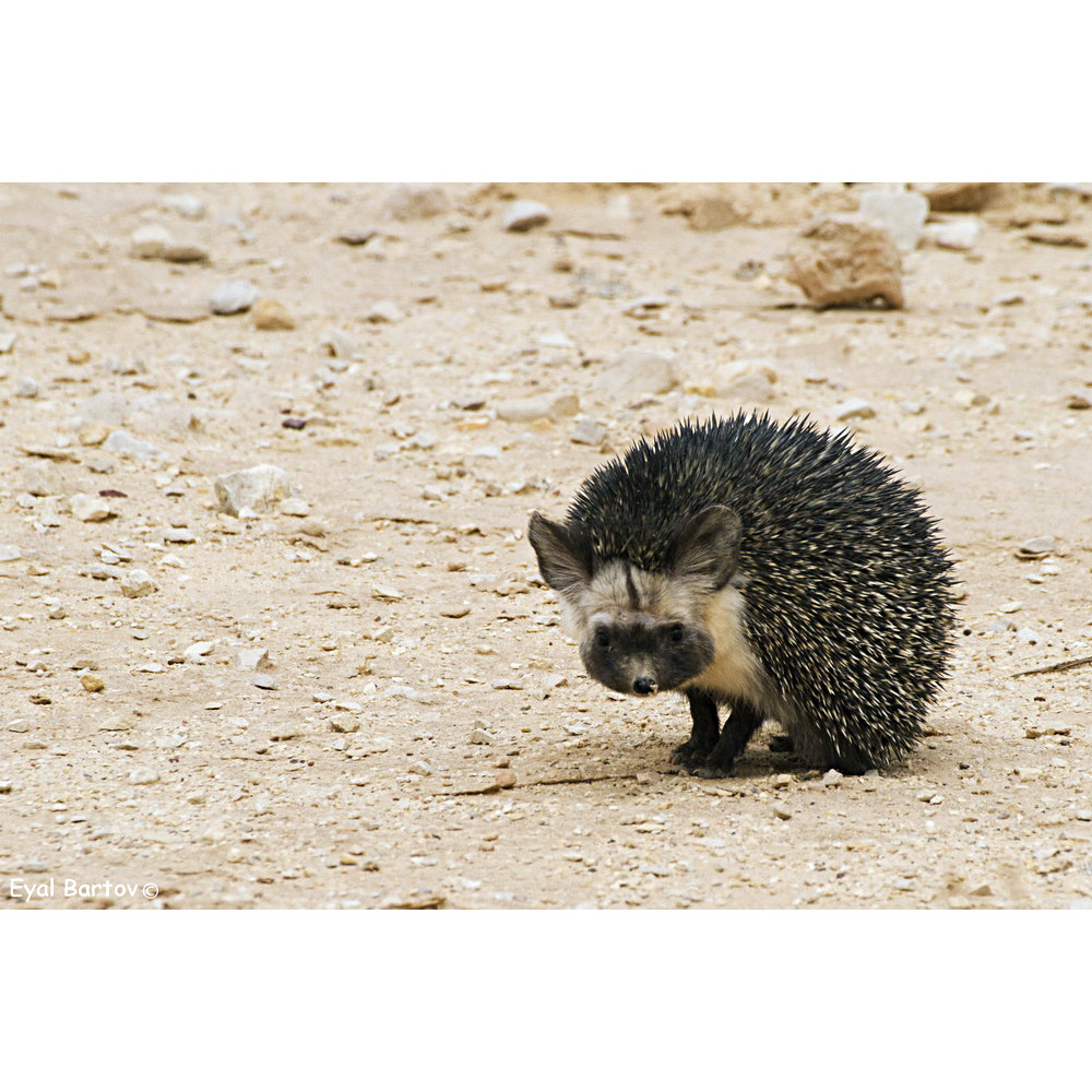 Эфиопский ёж (Paraechinus aethiopicus) Фото №5