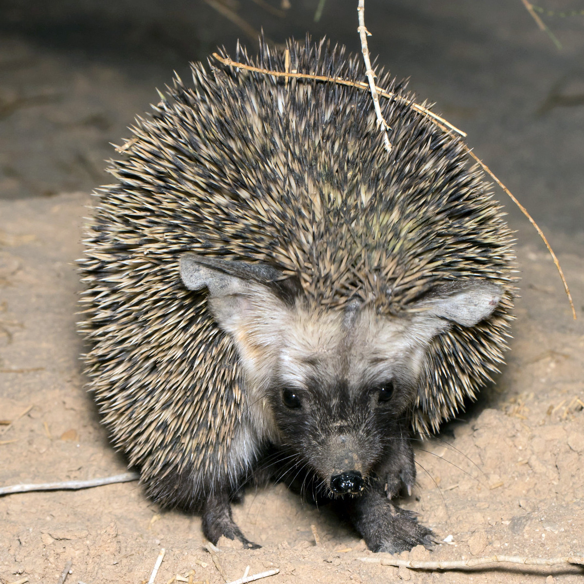 Эфиопский ёж (Paraechinus aethiopicus) Фото №6