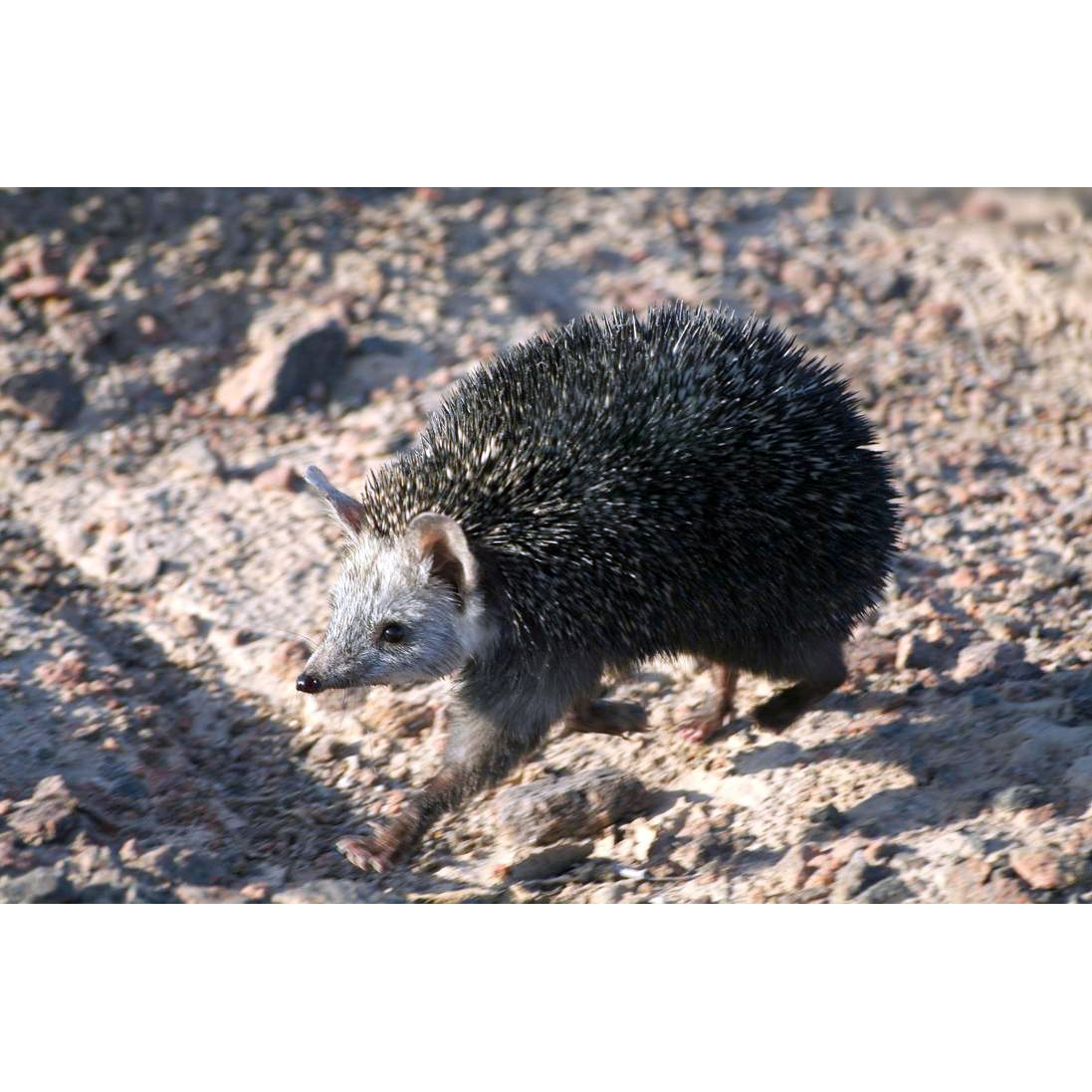Длинноиглый ёж (Paraechinus hypomelas) Фото №2