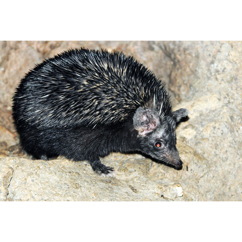 Длинноиглый ёж (Paraechinus hypomelas) Фото №3