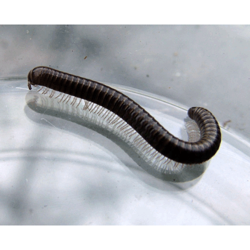 Семейство Parajulidae фото