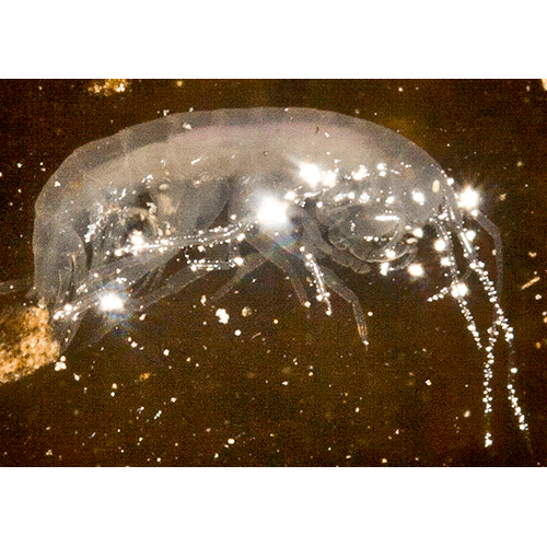 Семейство Paraleptamphopiidae фото