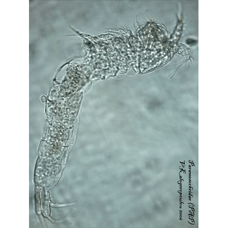 Семейство Paramesochridae фото