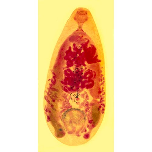 Семейство Paramphistomatidae фото