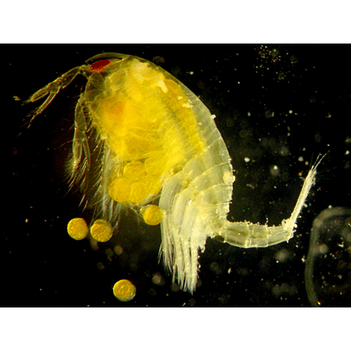 Семейство Paranebaliidae фото