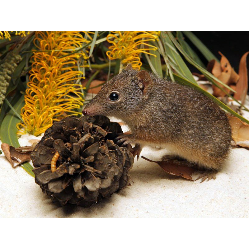 Крапчатая сумчатая мышь (Parantechinus apicalis) Фото №3