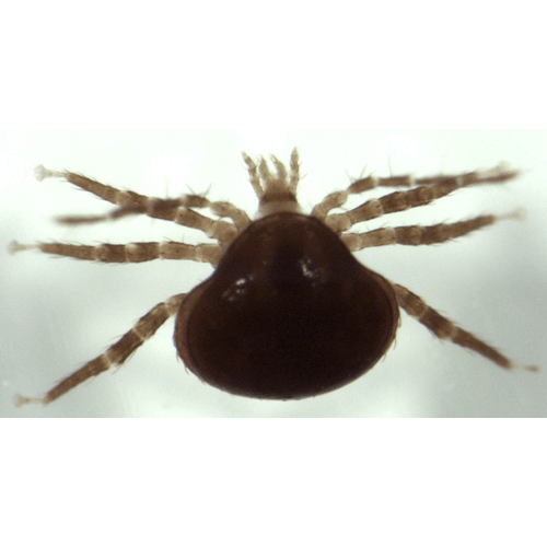 Семейство Parantennulidae фото