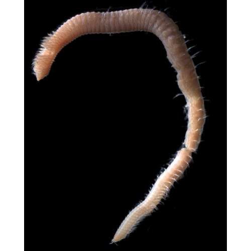 Семейство Paraonidae фото