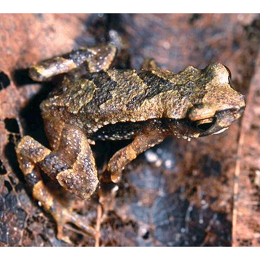  Род Parapelophryne  фото