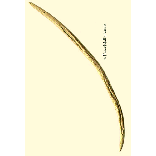 Семейство Paraphelenchidae  фото