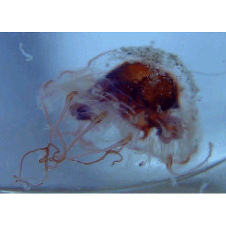 Семейство Paraphyllinidae  фото