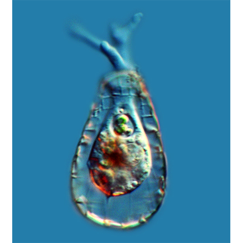 Семейство Paraquadrulidae фото