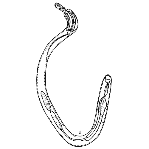 Род Pararhadinorhynchus фото