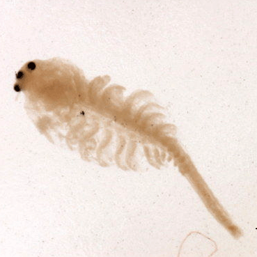 Семейство Parartemiidae фото