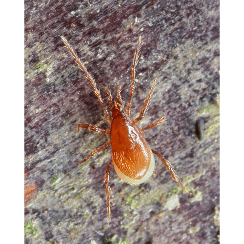 Семейство Parasitidae фото