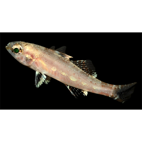 Род Parasphyraenops фото