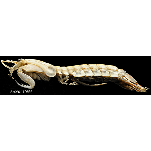 Семейство Parasquilloidea фото