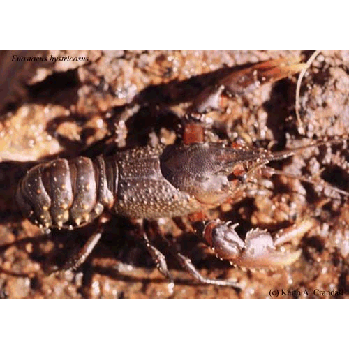 Семейство Parastacoidea фото