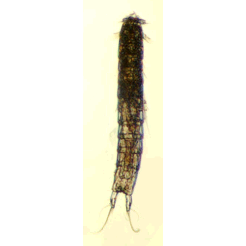 Семейство Parastenocarididae фото