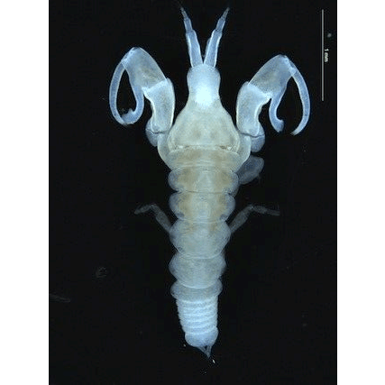 Семейство Paratanaoidea фото