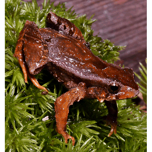  Род Paratelmatobius  фото