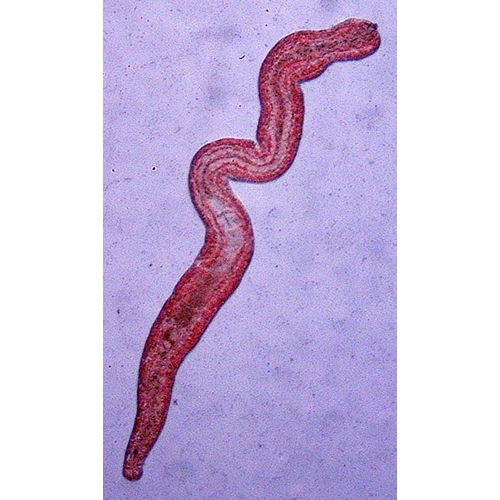 Семейство Paratomellidae  фото