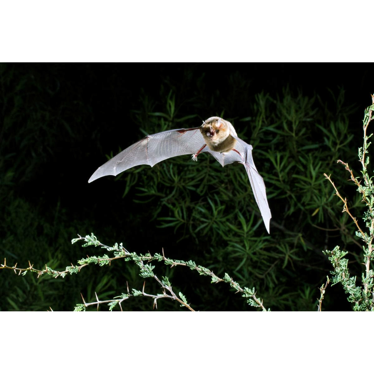 Trouessart's Triden Bat (Paratriaenops furculus) Фото №5