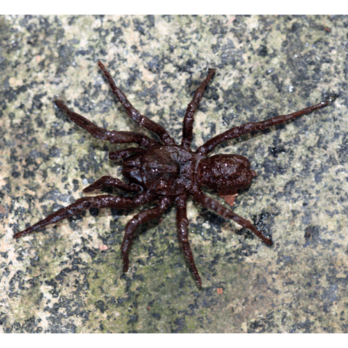 Семейство Paratropididae фото