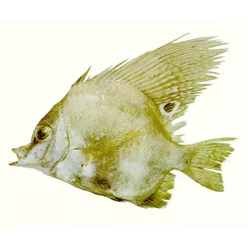 Род Parazanclistius фото
