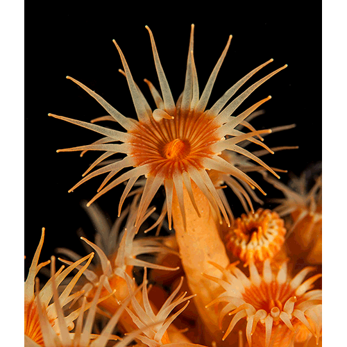 Семейство Parazoanthidae  фото