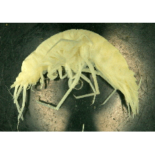 Семейство Pardaliscidae фото