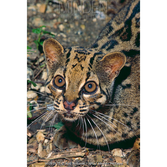 Pardofelis marmorata Фото №10