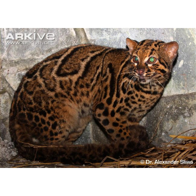 Pardofelis marmorata Фото №2