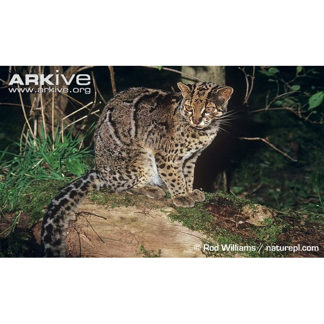 Pardofelis marmorata Фото №3