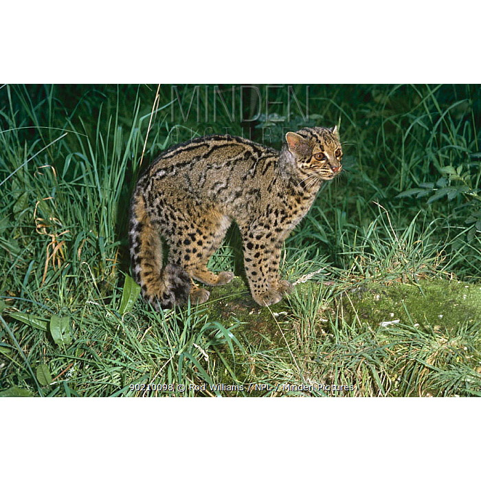 Pardofelis marmorata Фото №4