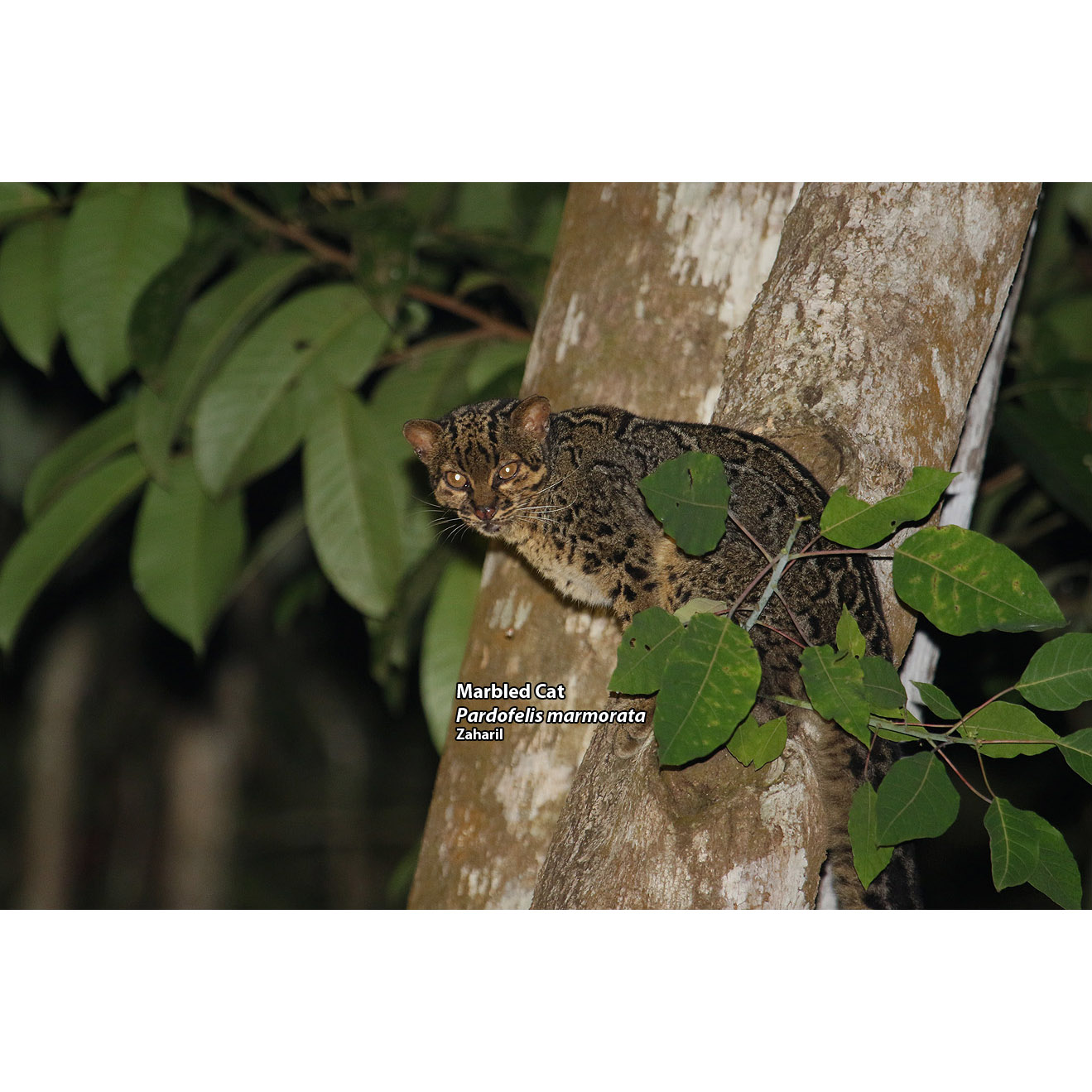 Pardofelis marmorata Фото №5
