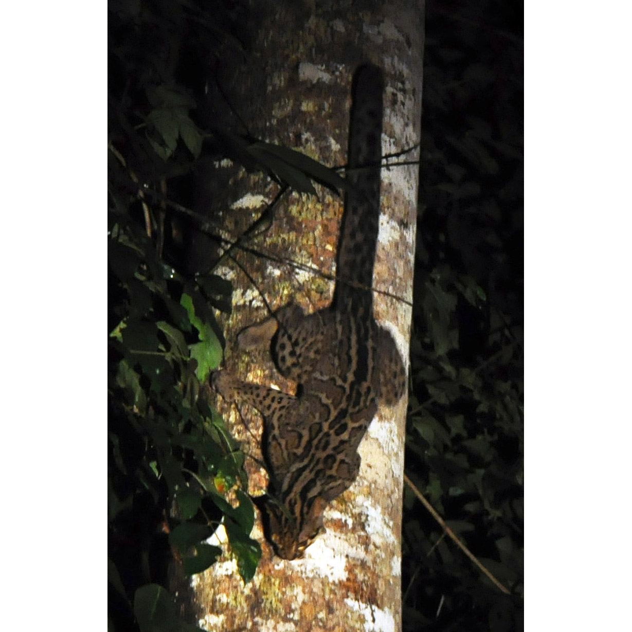 Pardofelis marmorata Фото №6