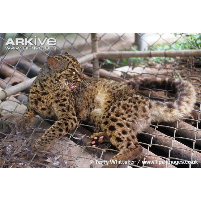 Pardofelis marmorata Фото №7