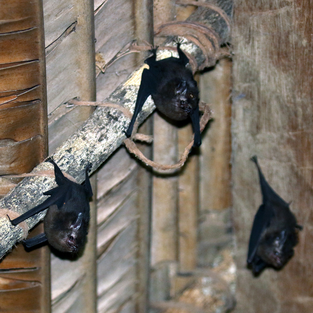 Peter's Sheath-tailed Bat (Paremballonura atrata) Фото №7