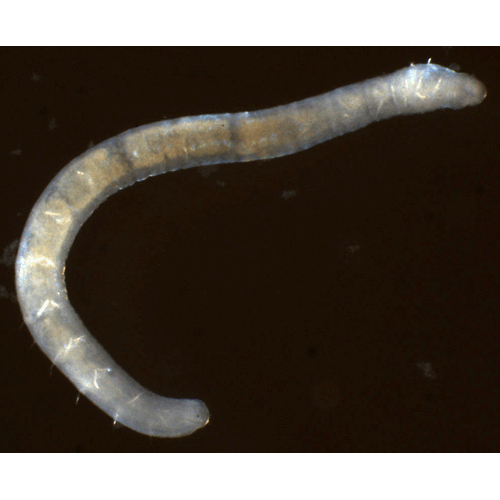 Семейство Parergodrilidae фото