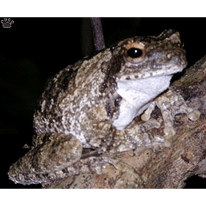  Род Parhoplophryne  фото